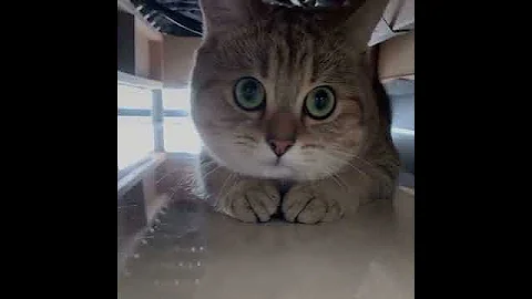 Video 11855051: funny cat compilation, cute cat reaction