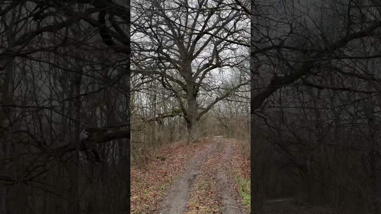 Дуб.Как думаете-сколь лет? 