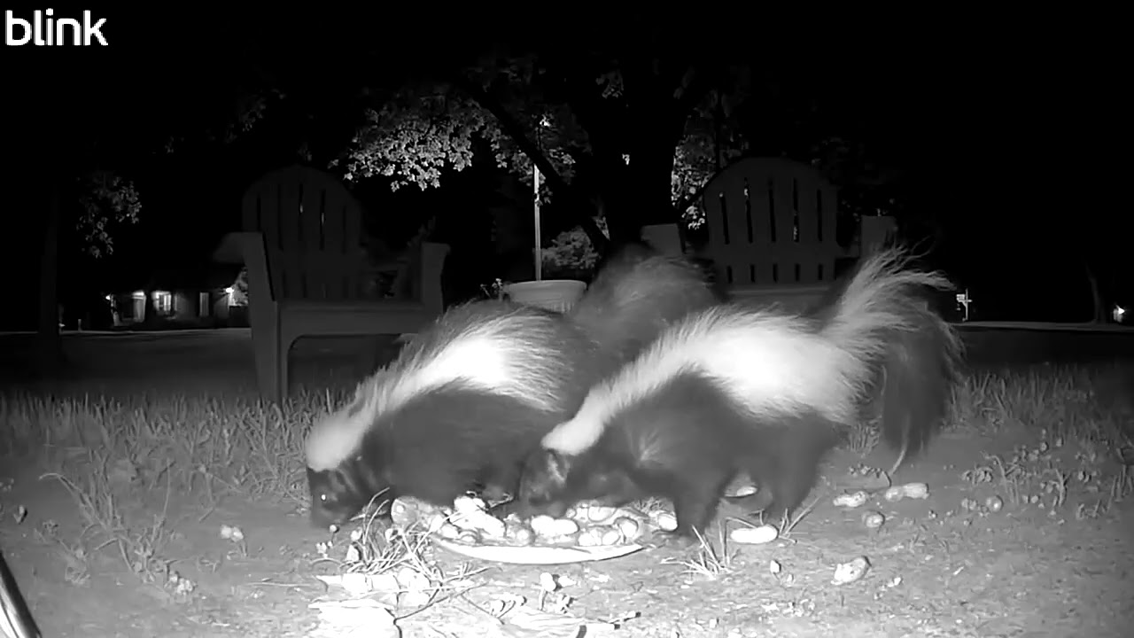 That Time Footie the Skunk Sat on Her Kit!