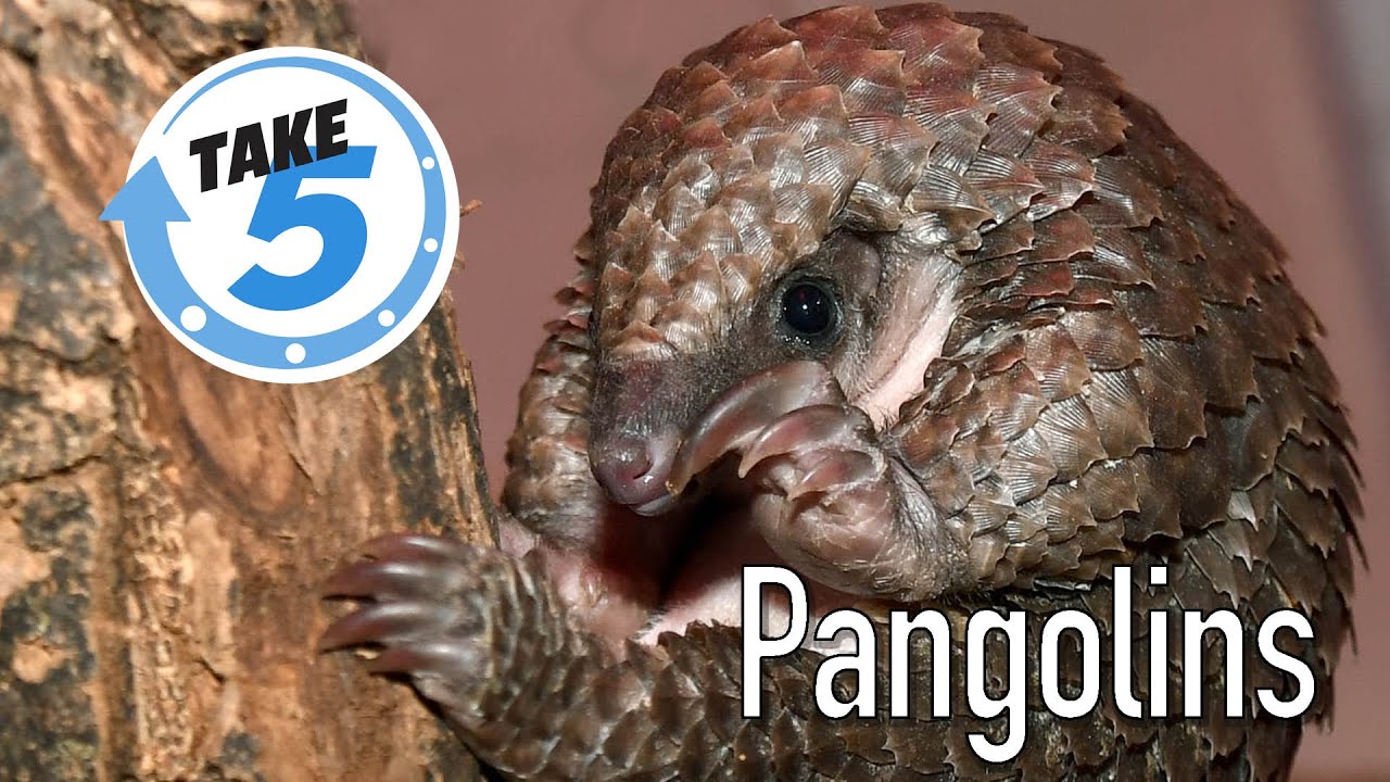 Pangolin Take 5 - World Pangolin Day
