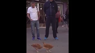 Это ястребы? #shorts