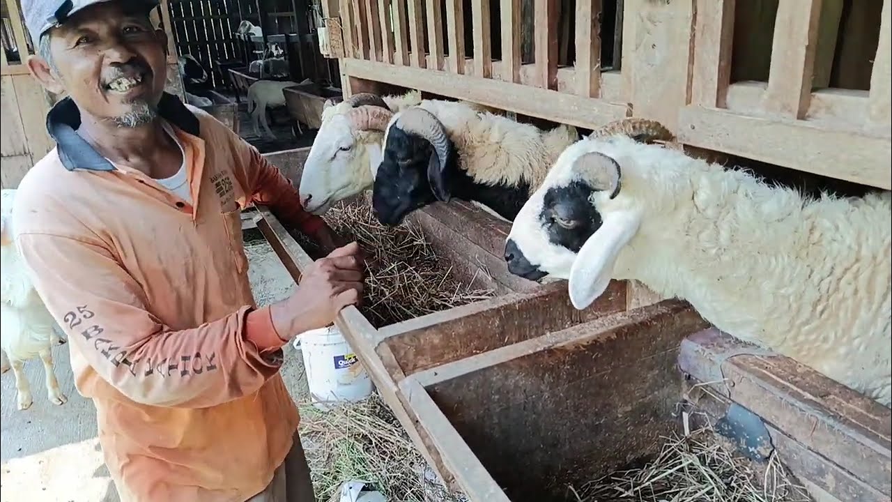 Amunisi Robin Farm #domba #dombakontes #viral #fyp #shorts #trending