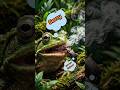 Frog vs. Bombardier Beetle 🪲 #animalfacts #wildlife