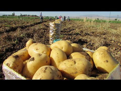 Video: Belarus Patates çeşitleri