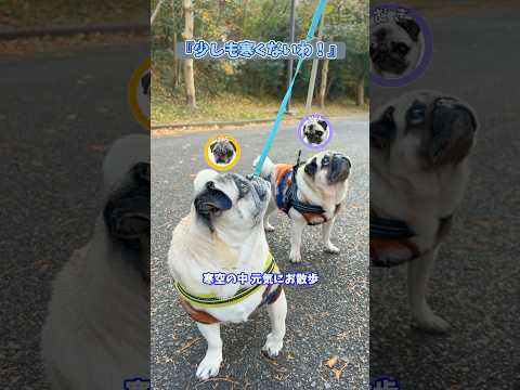 寒くても散歩大好きパグの🐶むぎはる『少しも寒くないわ！🐾』