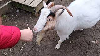 ross park zoo binghamton ny goats sheep