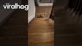 Axel the Chunky Cat Needs Help Getting Back Up the Stairs || ViralHog