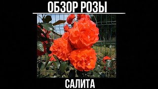 Роза Салита Фото И Описание