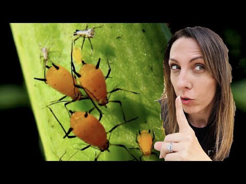 My SECRET WEAPON to STOP APHIDS & attract PREDATORS to my Vegetable Garden hqdefault