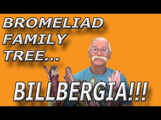 Bromeliad Family Tree Billbergia! - YouTube