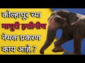 माधुरी हत्तीनीच नेमक प्रकरण काय.? | Madhuri Hatti News | #bringbackmadhuri #trending #youtube