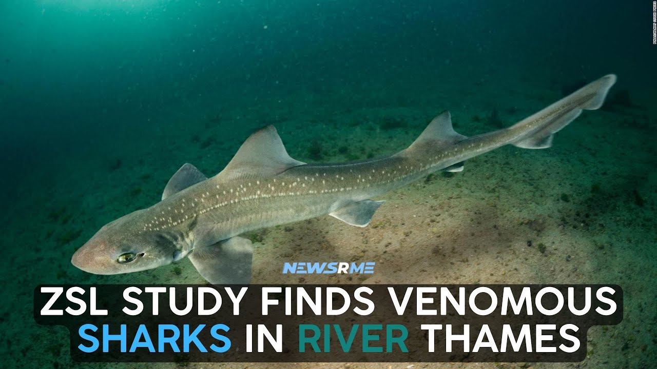 Zsl Study Finds Venomous Sharks In River Thames | Uk News | Newsrme
