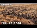 Ultimate Predators: When Lion Attack | World's Deadliest | Nature Animal Documentary
