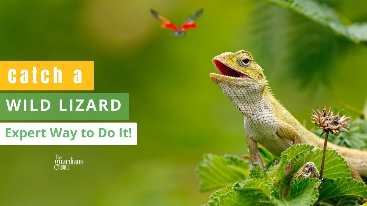 Learn How To Catch A Wild Lizard Step by Step Guide YouTube learn-how-to-catch-a-wild-lizard-step-by-step-guide-youtube