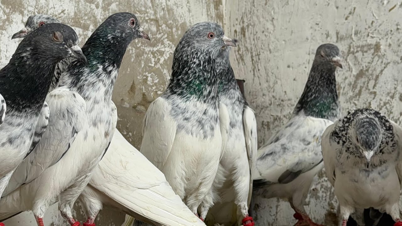 Golden Top Brand 12 Piece Red Eyes wale | Delivery all over India. Call - 8872197740 Deepak bhai