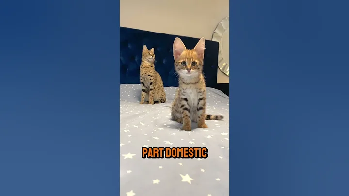 Video 10818951: spotted bengal cat, wild bengal cat, cat feline, cat pets