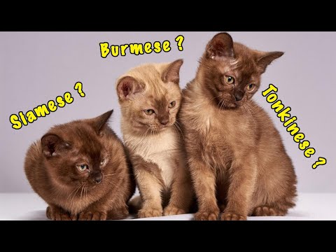Video: Kucing Tonkin: Ciri Baka