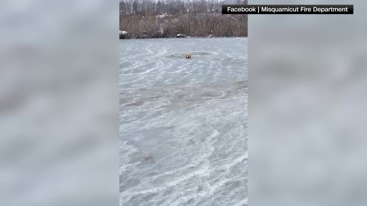 Firefighters save dog who fell through icy pond in Rhode Island - YouTube