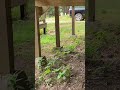Cat Fight!