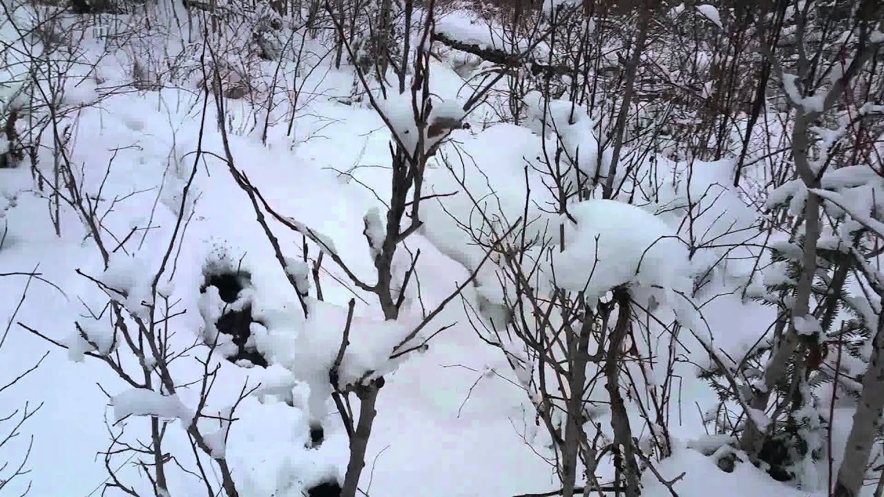 Winter walk in the woods at the off grid cabin