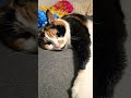 I Guess You Wonder Wear I Meow