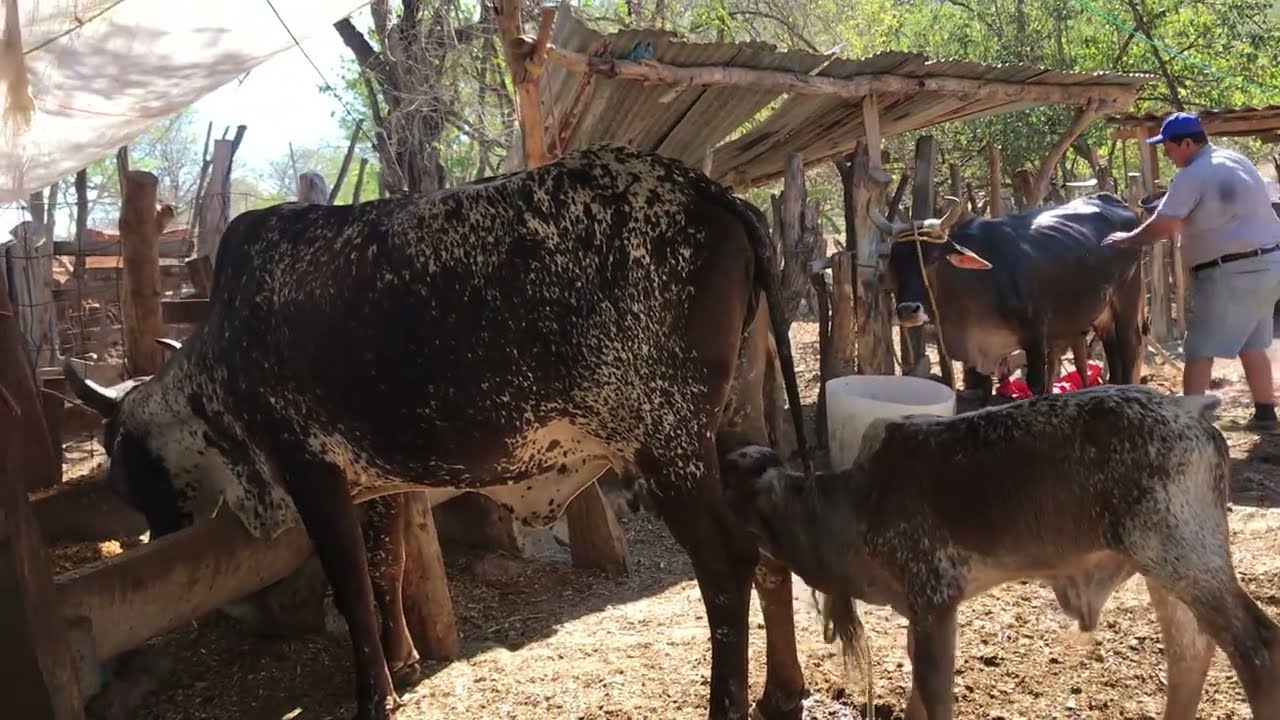 26 de Febrero 2026 están buenas para la leche 🥛 