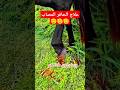 شاهد كيف يعالج هذا الرجل الحافر المصاب معلومات اكسبلور غرائب حيوانات حصان علاج الرفق بالحيوان 