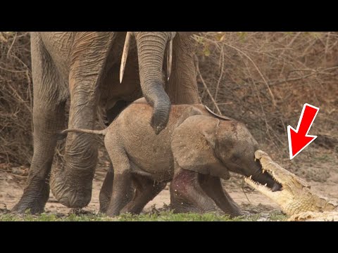 Video: Çfarë është replikimi slony?