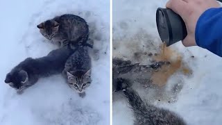 子猫3匹、尻尾が地面に凍りつき動けず　コーヒーが命救う