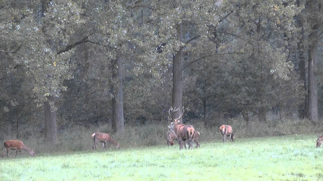 edelherten-weerterbos-20100925.wmv