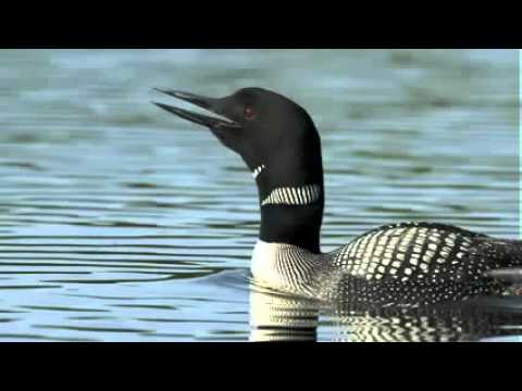 Voices Common Loon