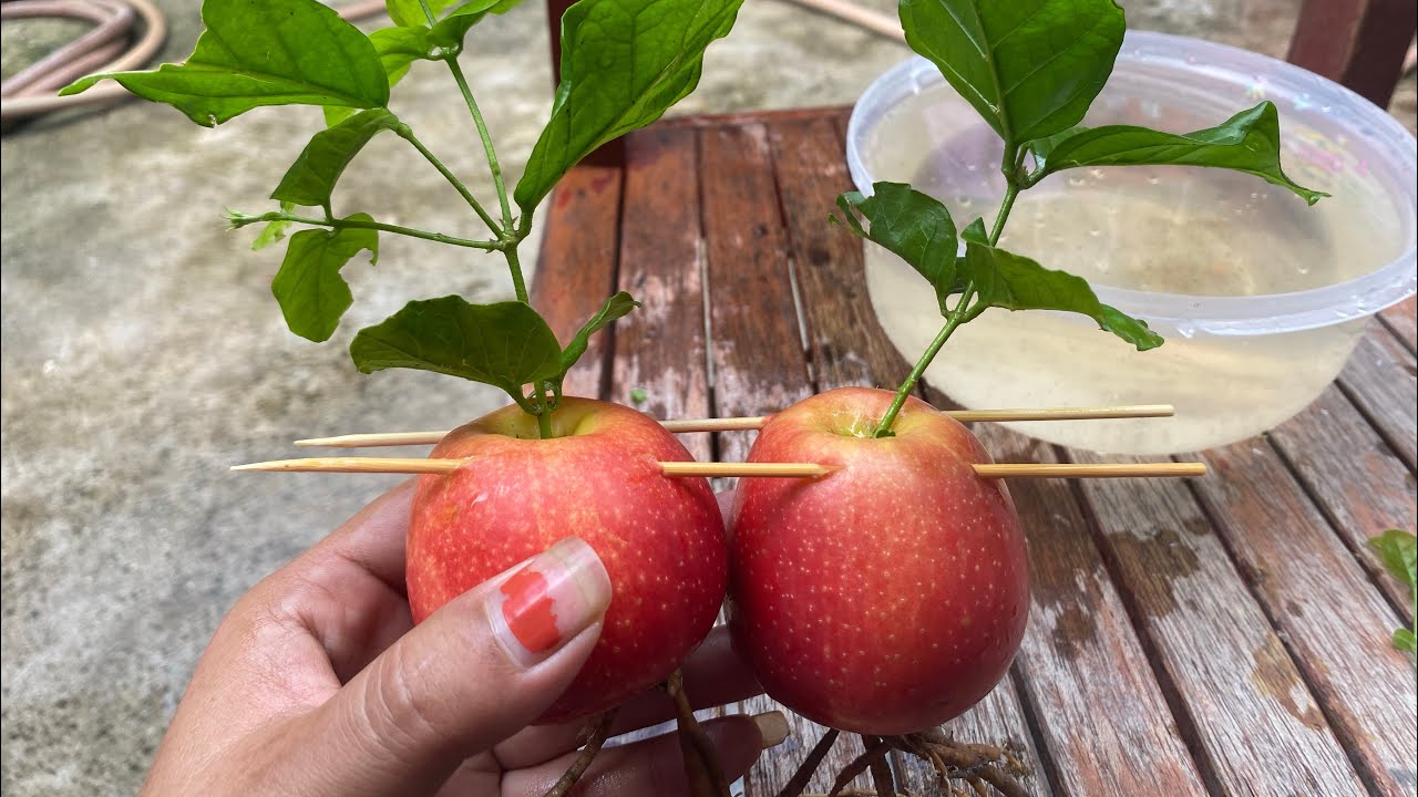 Unique Skills how to growing apple plants from apple fruit YouTube