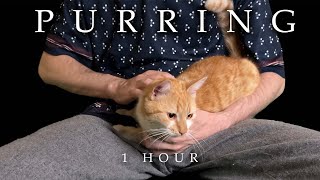 1 Hour ASMR Purring | Sprat The Cat Purrs for Your Relaxation after a busy day