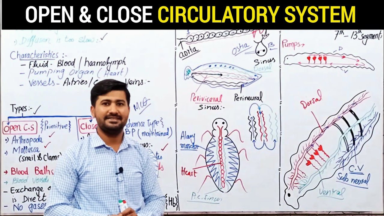 distinguish between open and closed circulatory systems