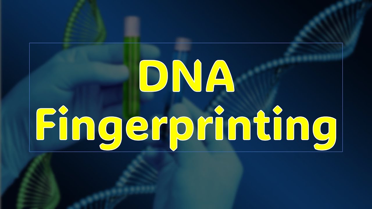 What is DNA Fingerprinting? - YouTube