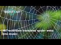 Mit scientists translated spider webs into music