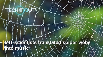 MIT scientists translated spider webs into music