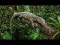 The Biggest Lizard In The World: Searching for the 13-Foot Tree Crocodile
