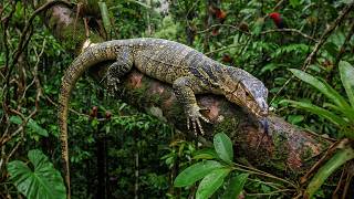 The Biggest Lizard In The World: Searching for the 13-Foot Tree Crocodile