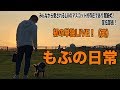【新企画】もぷの日常LIVE ！犬部屋 看板犬