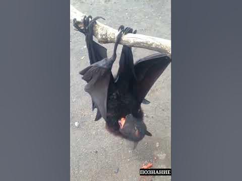 Летучие Собаки - очень милые существа! #shorts - YouTube