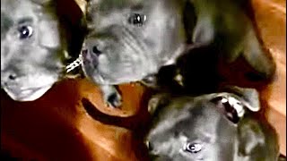 4 Blue/Black Staffies Treat time by Julian Jones 327 views 3 years ago 2 minutes, 38 seconds