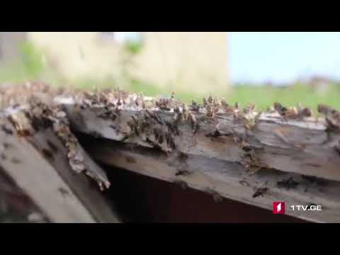 კალიები ე.წ. მუხიანის აგარაკების ტერიტორიაზე