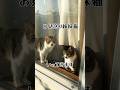 保護した姉妹猫はたまに見送りをしてくれる #cat #kitten