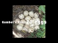 Gambel&#39;s Quail nest with 20 eggs hatching