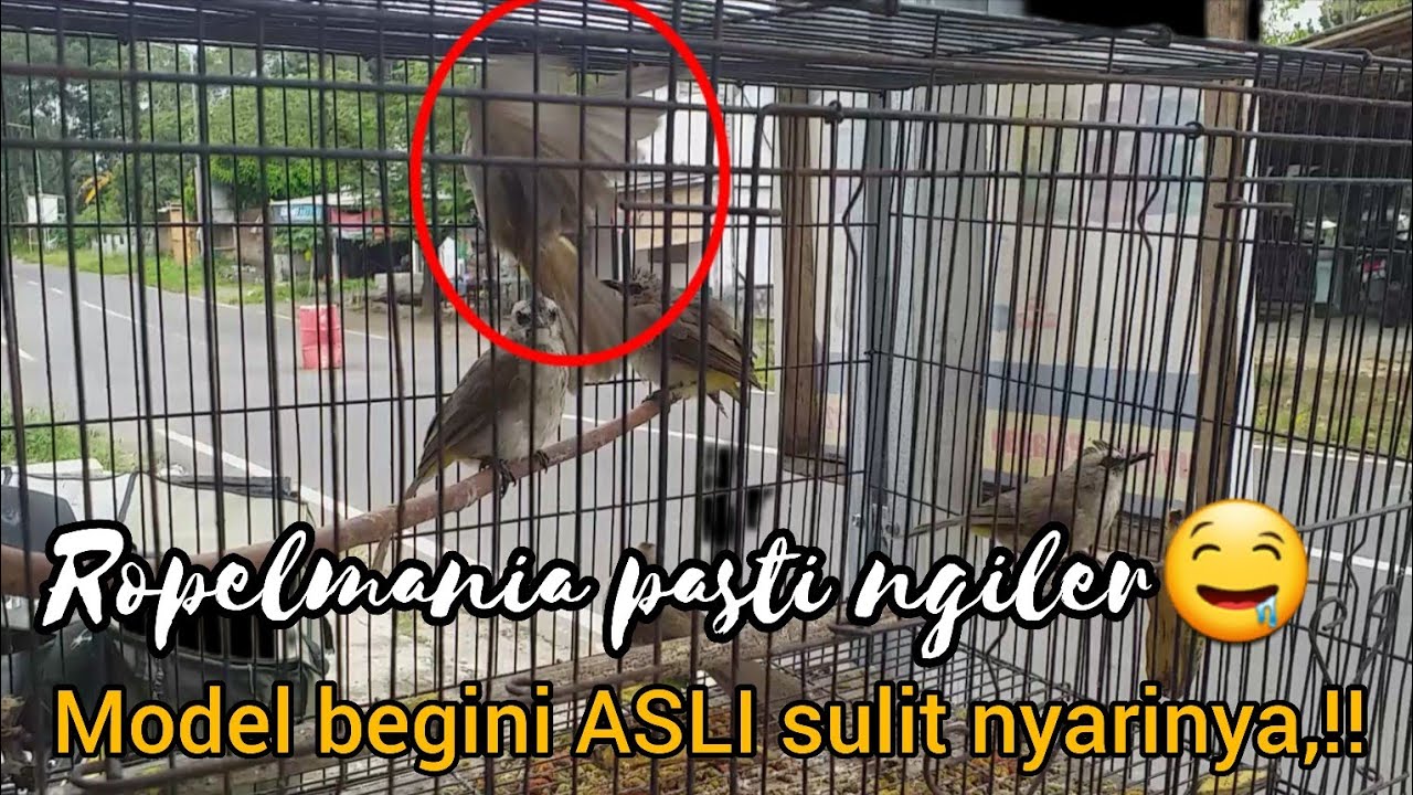 ROPELMANIA pasti ngiler😍 TRUCUKAN model begini ASLI sulit nyarinya,,!
