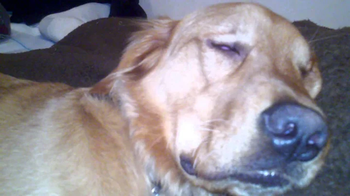 Snoring puppy!!!!