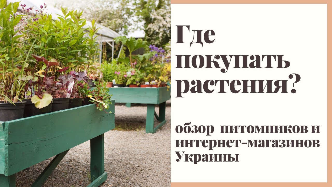 Где Купить Цветы В Орле
