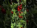 ‎Detik-detik Panen Tomat Ceri Merah Merona di Kebun! 🍅