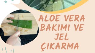 Aloe Vera Bakımı ve Jel Çıkarma | Aloe Vera Care and Gel Removal